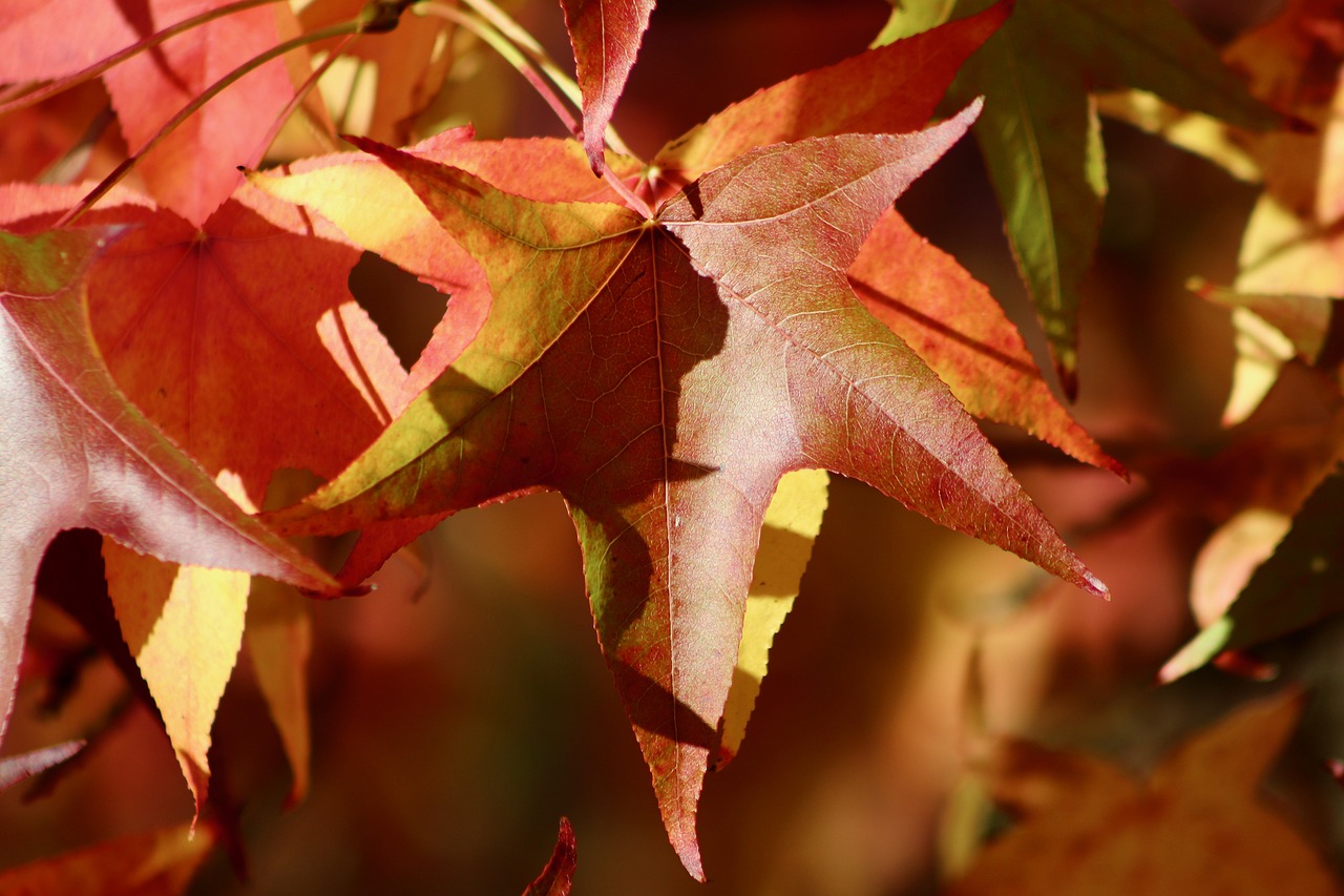sweetgum, american amber tree, autumn leaves-7593483.jpg